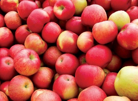 تصویر 1 از فروش سیب درختی ارومیه + قیمت خرید به صرفه